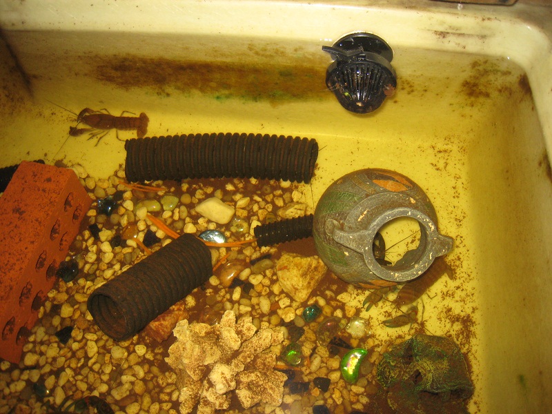 Yabbies at home in 250l Fingerling Tank.jpg