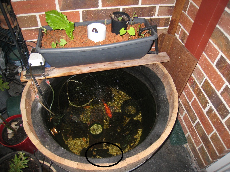 Half Wine Barrel AP System - Note Yabby circled.jpg