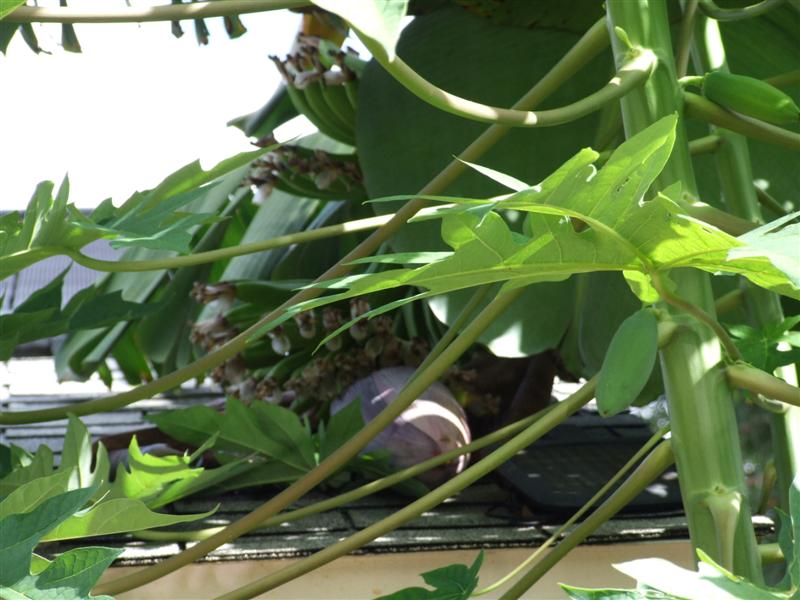 Banana flower on roof (Medium).JPG