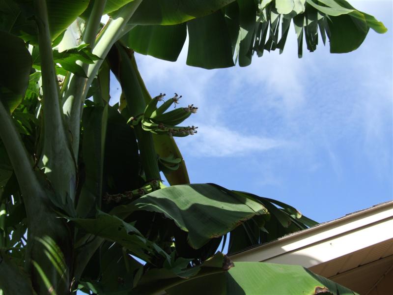 Fruiting banana above roof (Medium).JPG