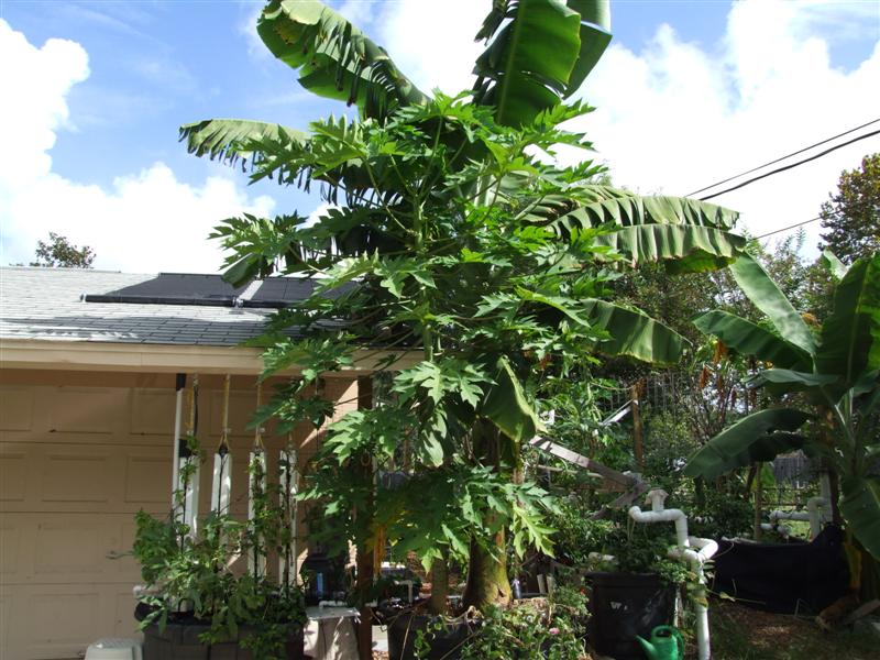 Big banana and papaya (Medium).JPG