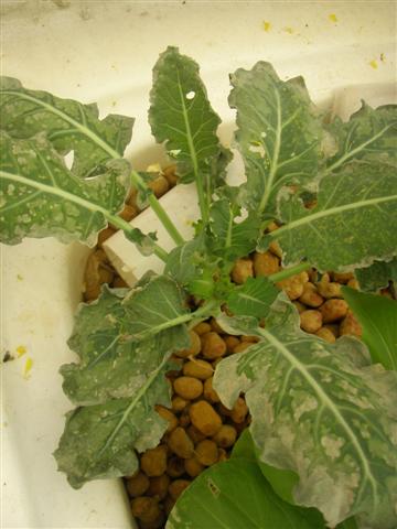 Sad broc (Small).JPG