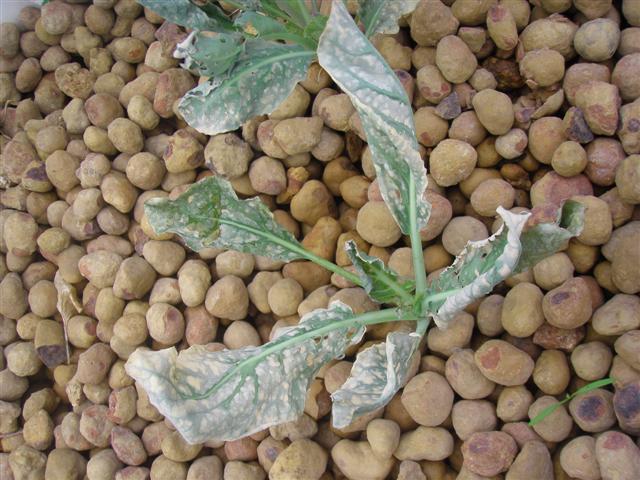 Sad cabbage (Small).JPG