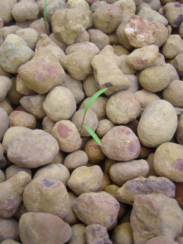 Carrot Sprout (Small).JPG