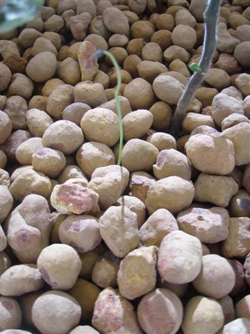 Spring Onion Sprout (Small).JPG