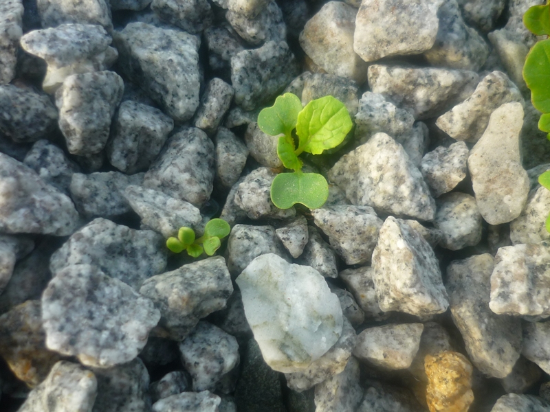 AP Venturi airator 010.jpg