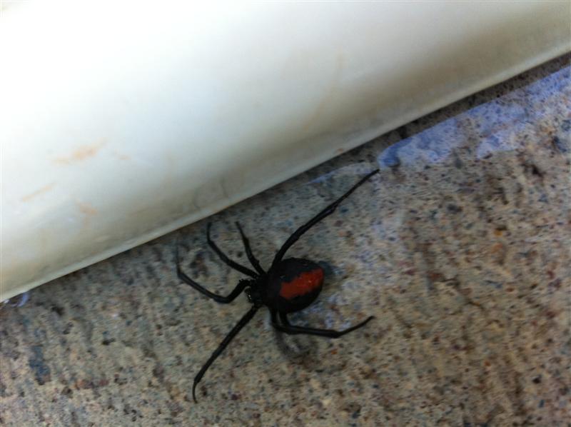 red back 005 (Medium).jpg