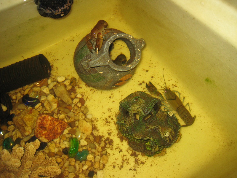 Yabbies 28_09_2010.jpg