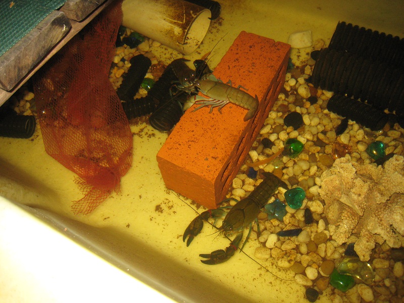 Yabbies 2 28_09_2010.jpg