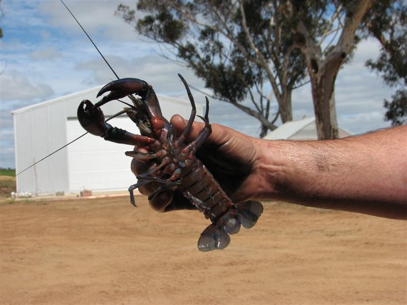 Aquaponics Stuff 007 (Medium).jpg