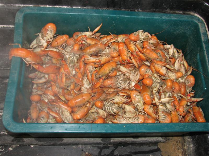 Aquaponics Stuff 004 (Medium).jpg