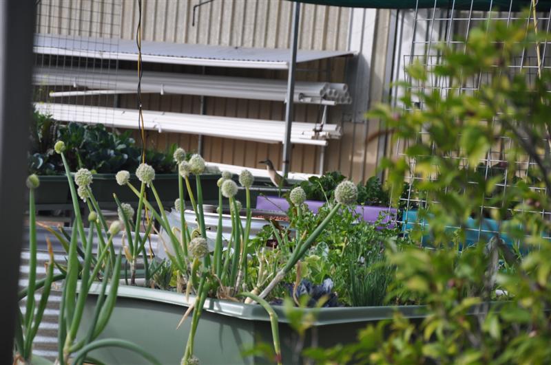 Copy of DSC_0627 (Medium).JPG