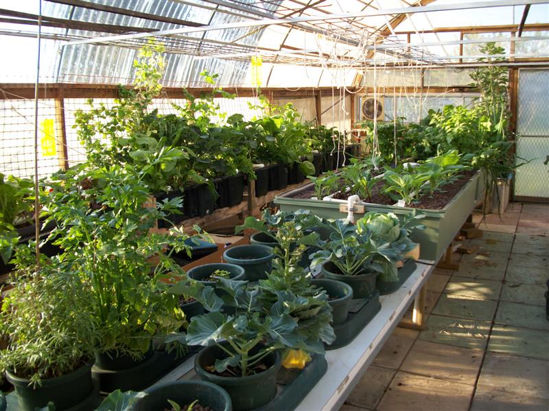 Growth in  new grow bed 002 (Medium) (2).jpg