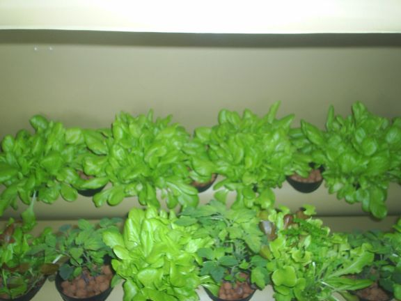 lettuce march 18.jpg