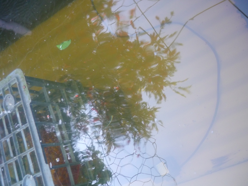 Tamika's 4th Birthday 003.jpg