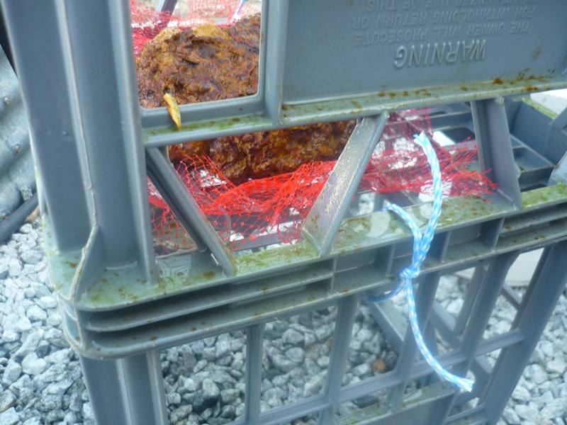 Ap clear water 004.jpg