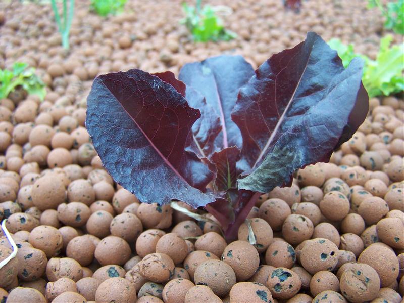 100_5371 (Custom).JPG