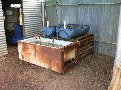 aquaponic system 2.jpg