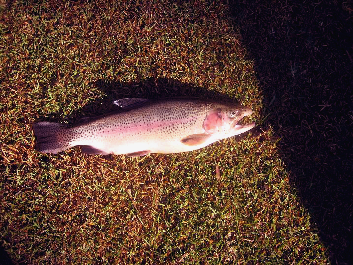 new trout3.JPG