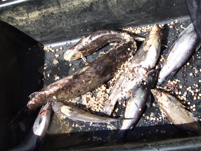 Dead fish (Medium).JPG