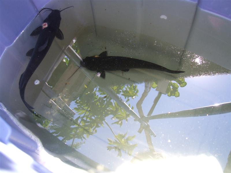 Sick fish (Medium).JPG