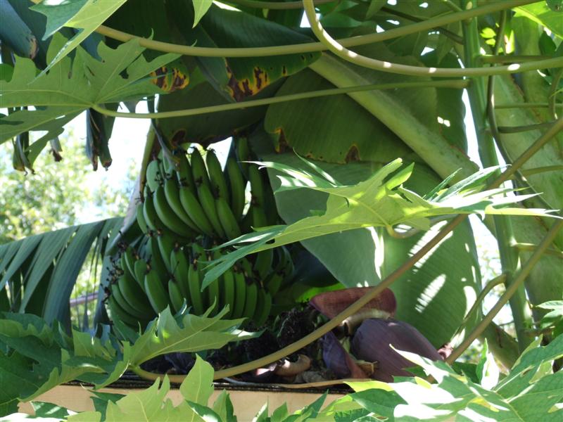 Banana progress (Medium).JPG