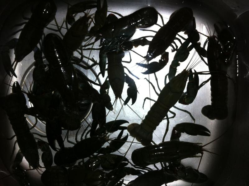 Yabbie feed 006 (Medium).jpg