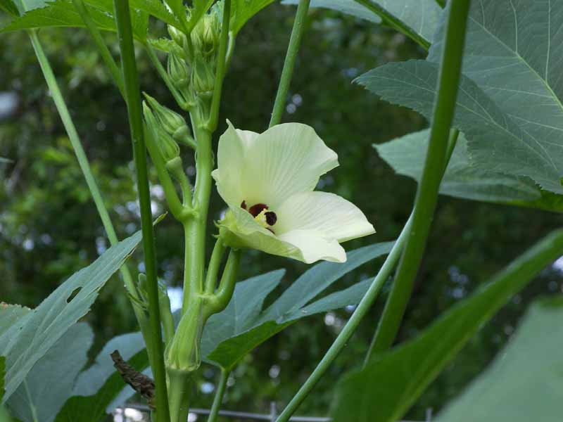 OkraFlower.JPG