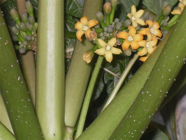 SDC10811 (Small).JPG