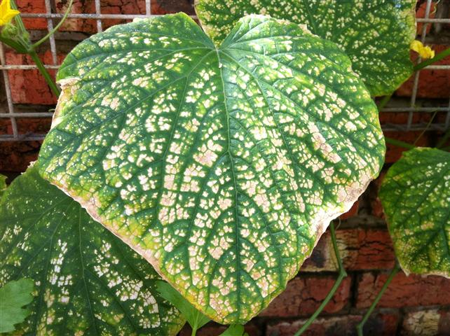 IMG_0059 (Small).JPG