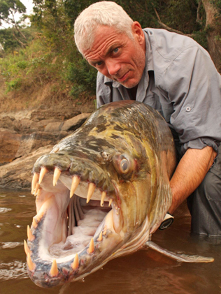 558107-goliath-tigerfish.jpg