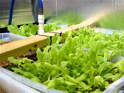 Lettuce Mar 22.jpg