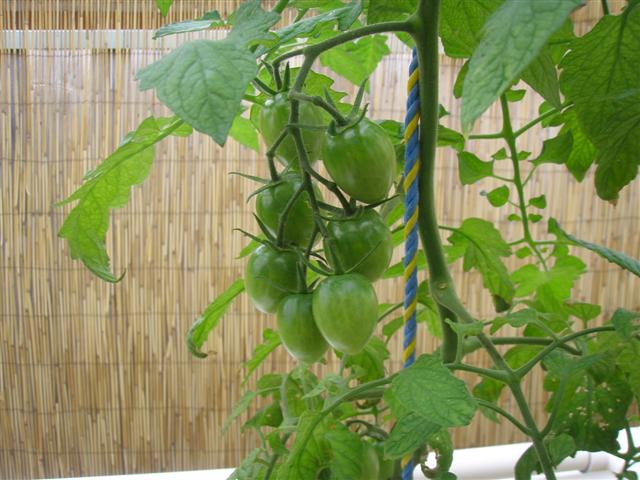 Truss Tomatoes (Small).JPG