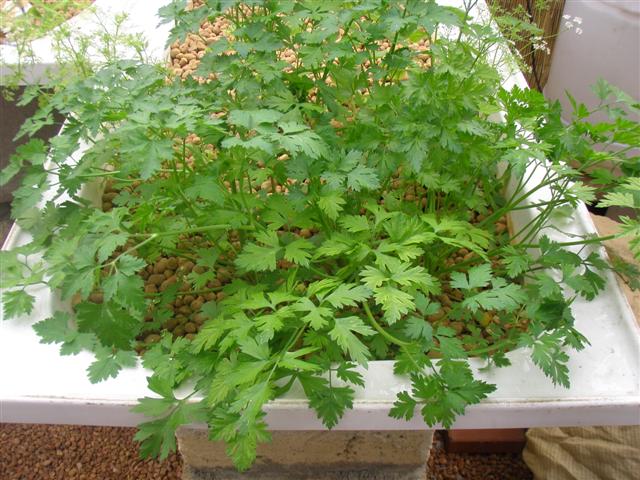 Parsley (Small).JPG