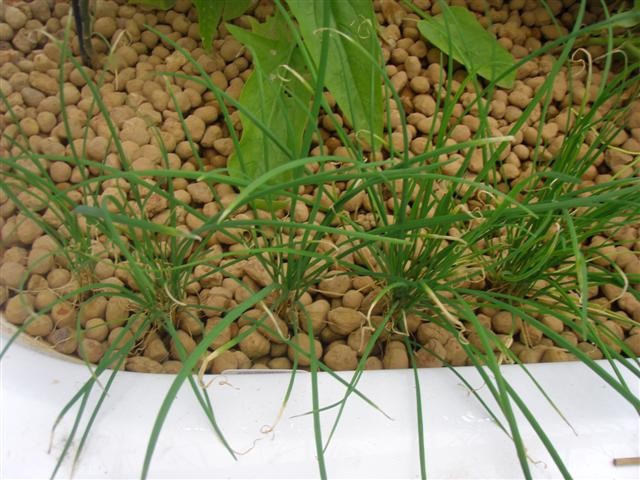 Garlic Chives (Small).JPG
