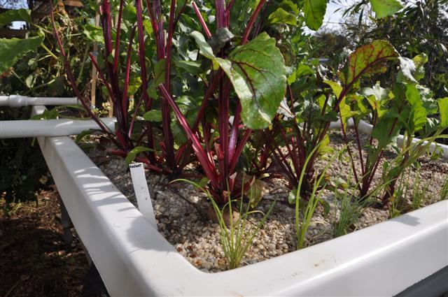 29th October Beetroot.jpg