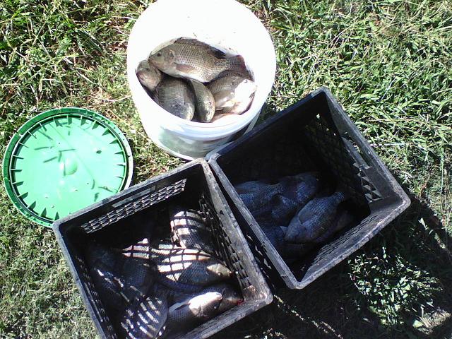 tilapia harvest 1010s.JPG