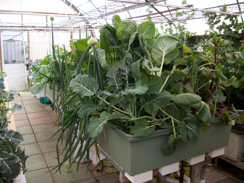 The Jungle 003 (Medium).jpg