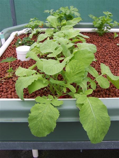 100_5563 (Custom).JPG