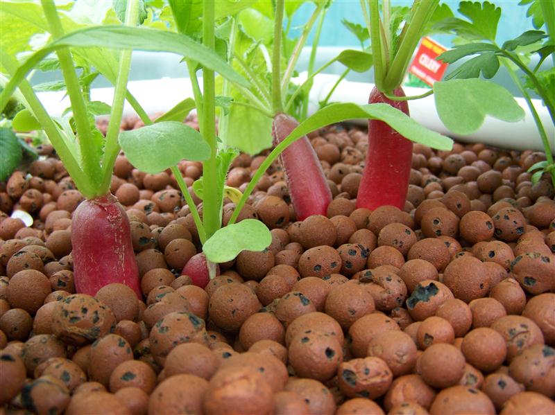 100_5564 (Custom).JPG