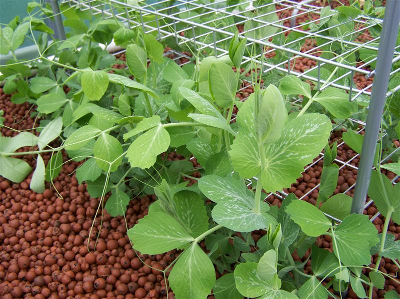 100_5568 (Custom).JPG