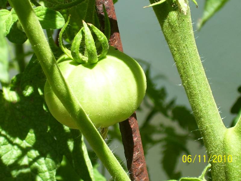 Tomatoes-Nov10-001.jpg