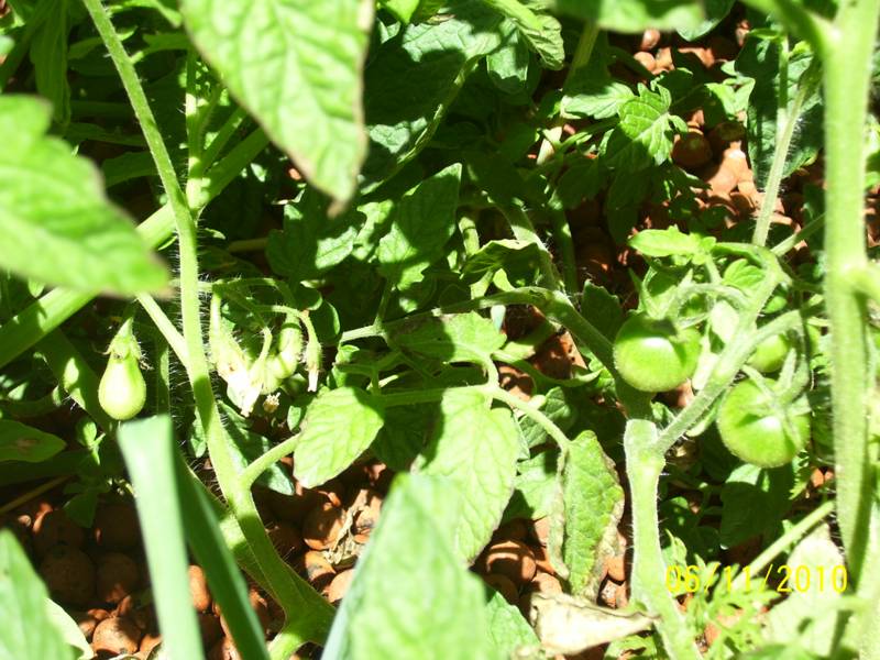 Tomatoes-Nov10 002.jpg