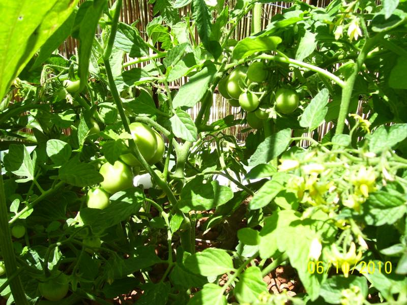 Tomatoes-Nov10 004.jpg