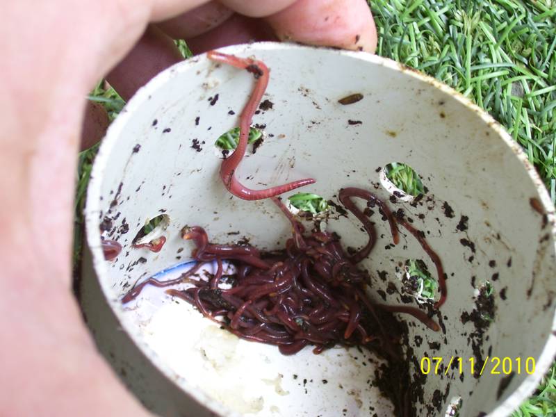 Worms-Nov10 003.jpg