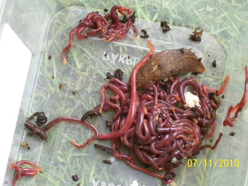 Worms-Nov10 004.jpg