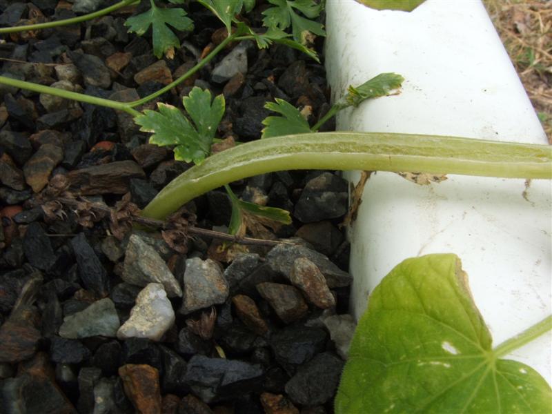 DSCF3783 (Medium).JPG