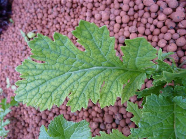 P1090748 (Custom).JPG