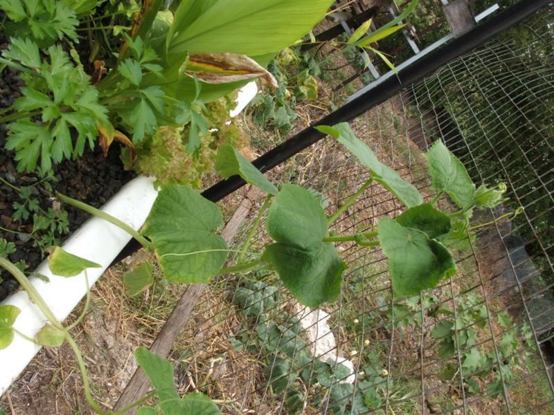 DSCF3782 (Medium).JPG