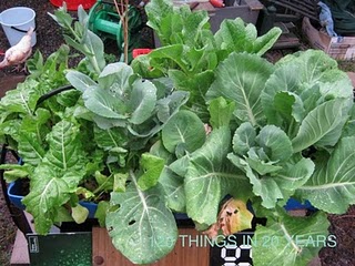 single blue barrel aquaponics.JPG